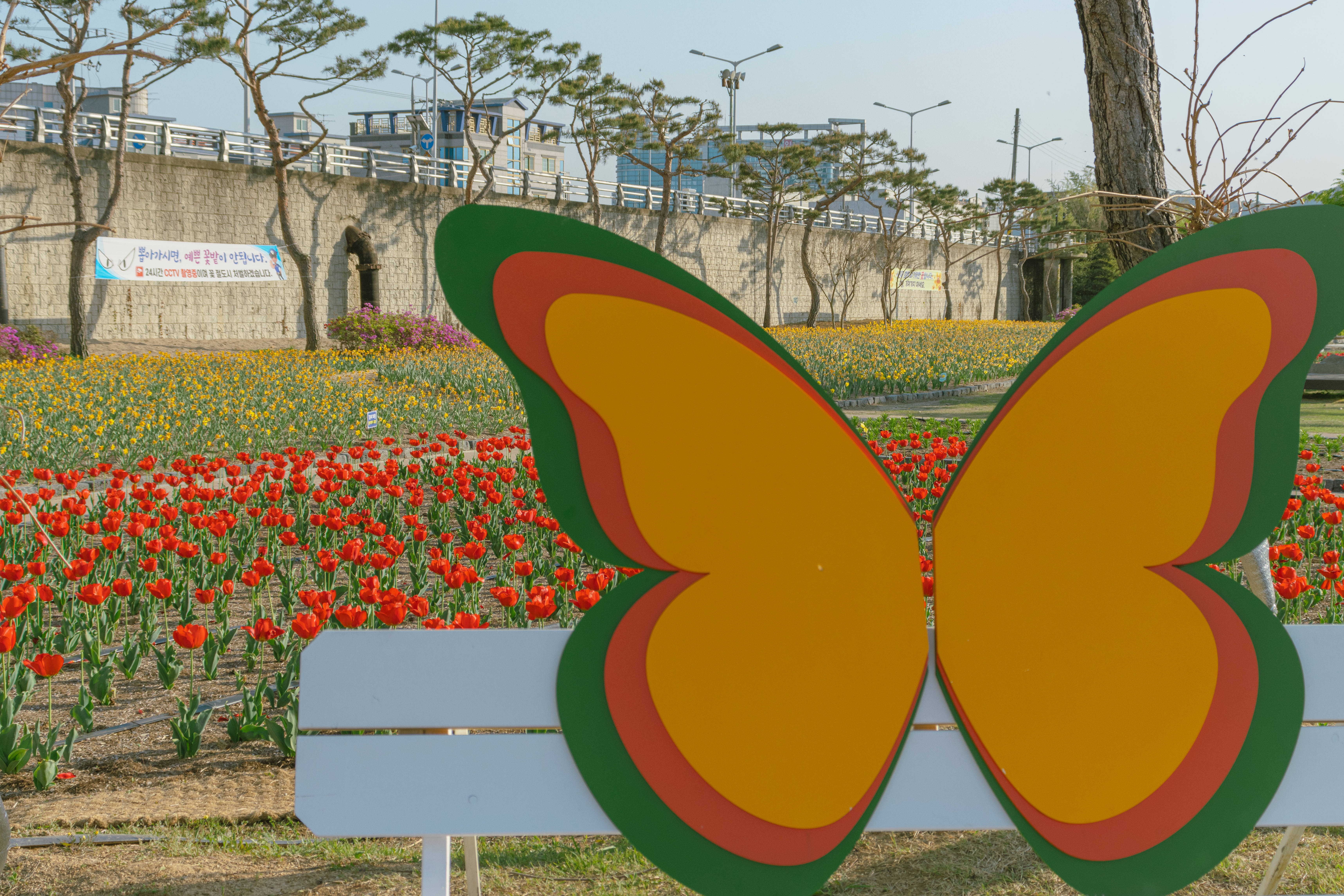 영천 영천강변공원 나비 포토존