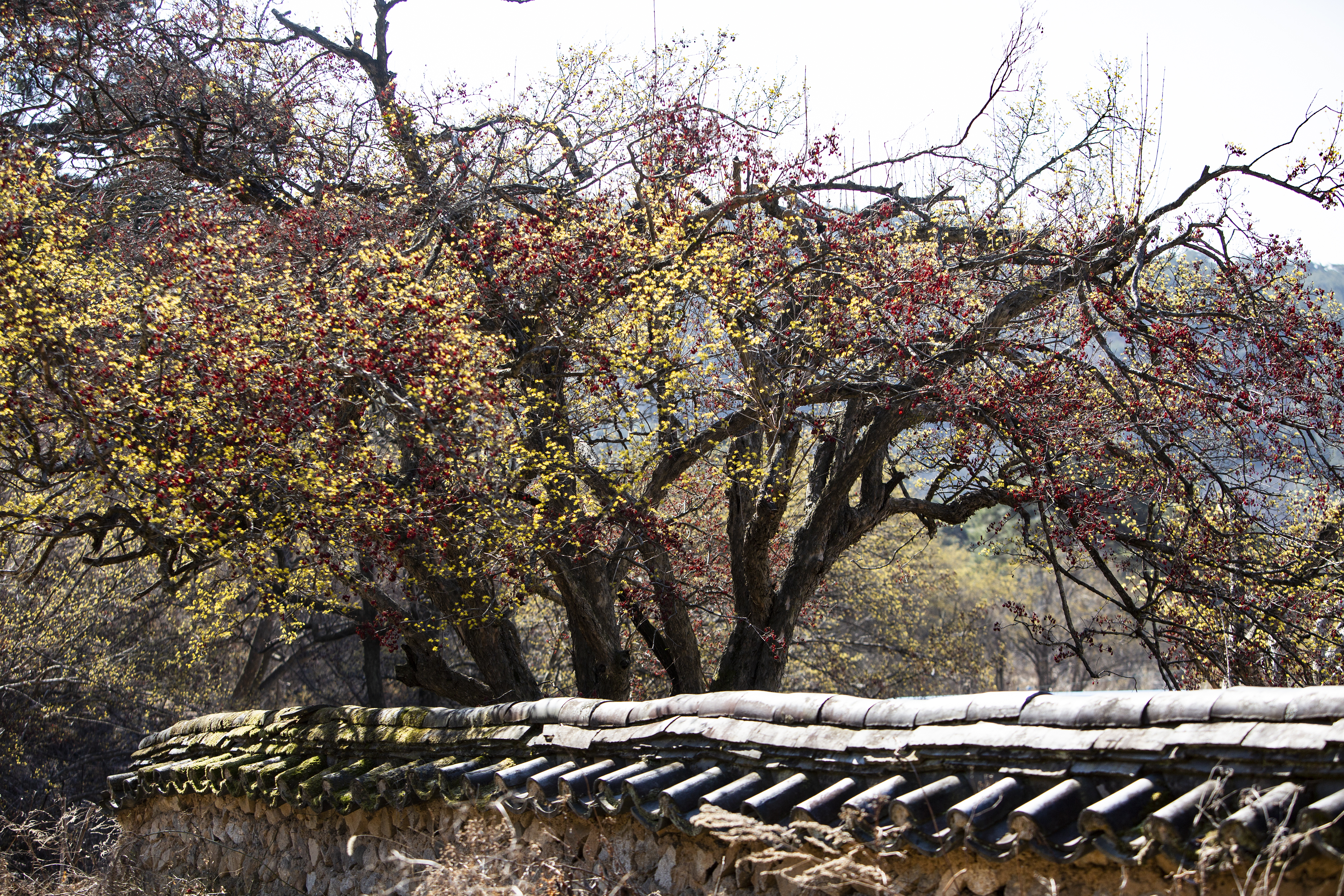 띠띠미마을 산수유나무