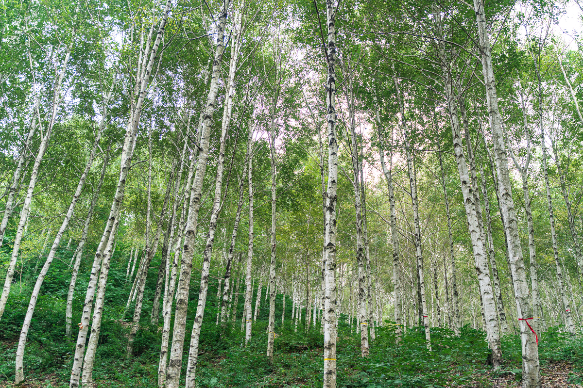 김천 치유의숲 자작나무 숲