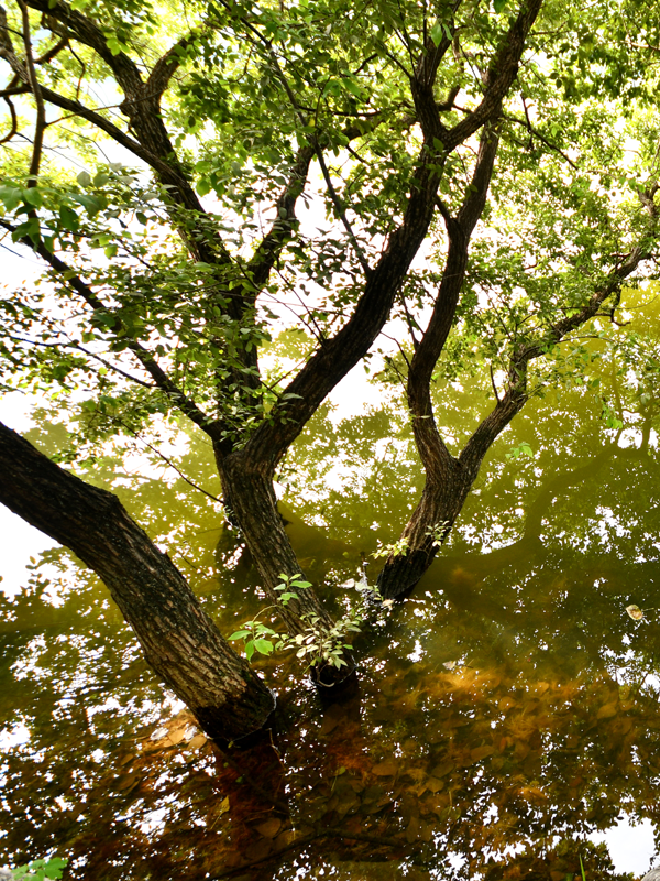 구미 금오산올레길 물에 잠긴 나무